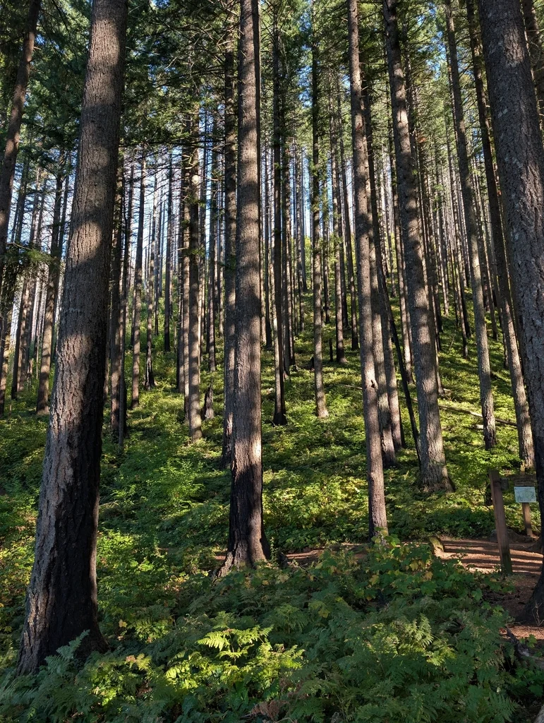 Pseudotsuga Menziesii