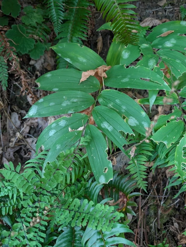 Smilacina Racemosa