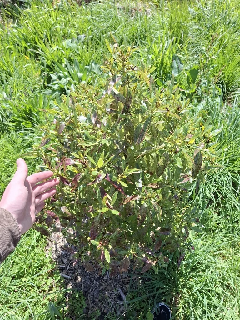Myoporum Laetum