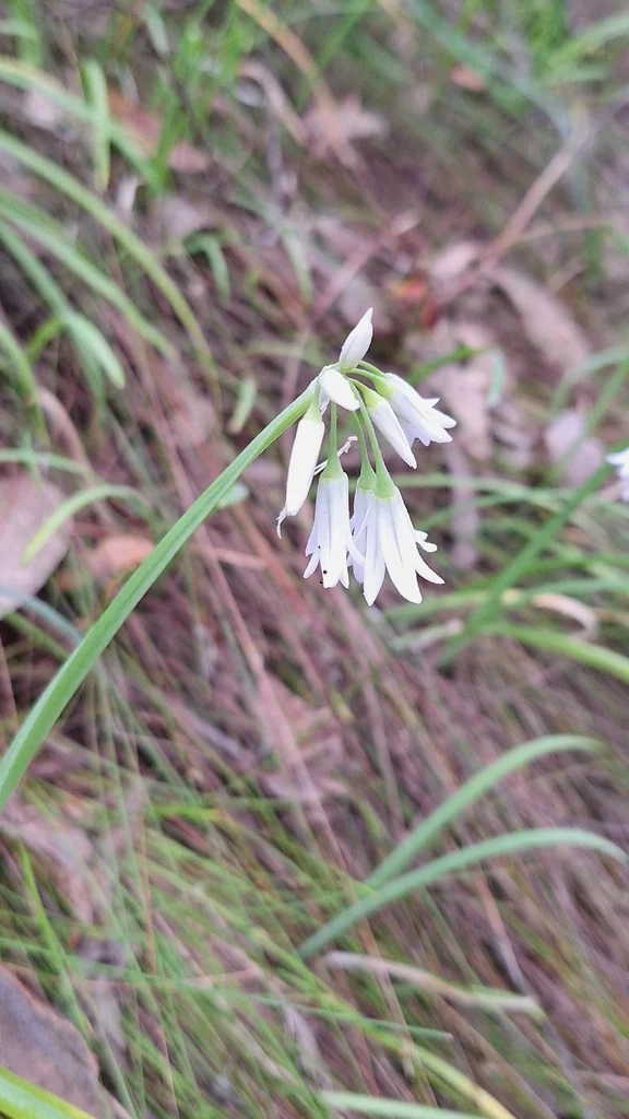 Allium Triquetrum