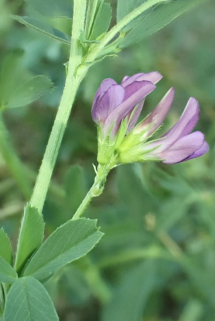 Medicago Sativa