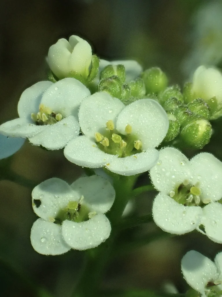 Lobularia maritima