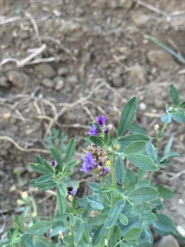 Medicago Sativa