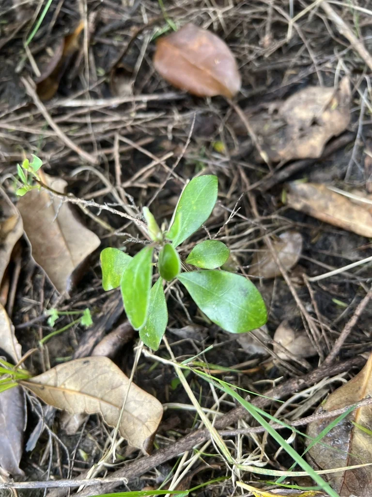 Pittosporum Crassifolium