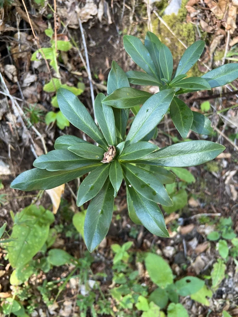 Daphne Laureola