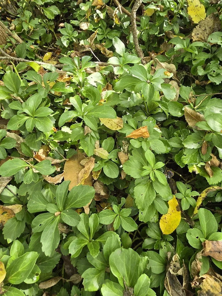 Pachysandra Terminalis
