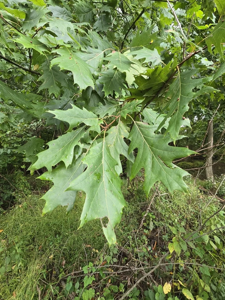 Quercus Rubra