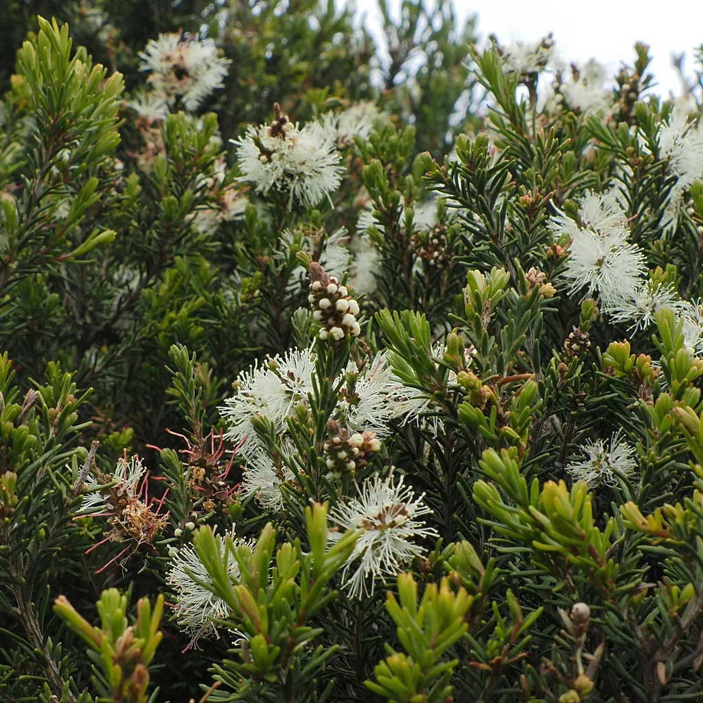 Melaleuca Ericifolia