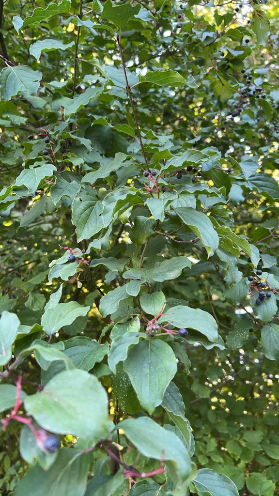 Cornus sanguinea