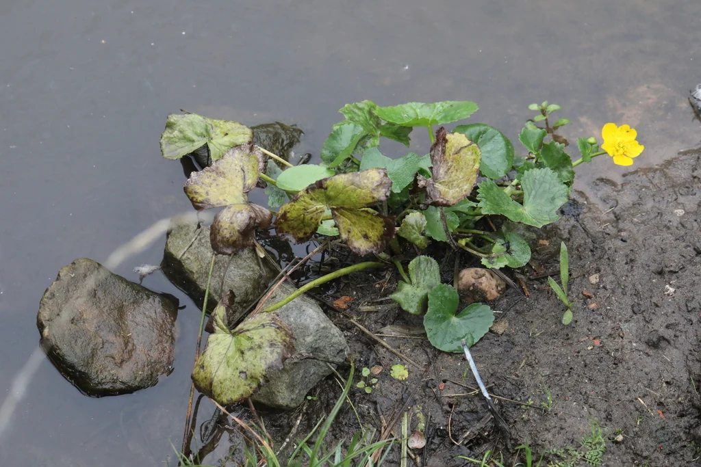 Caltha Palustris