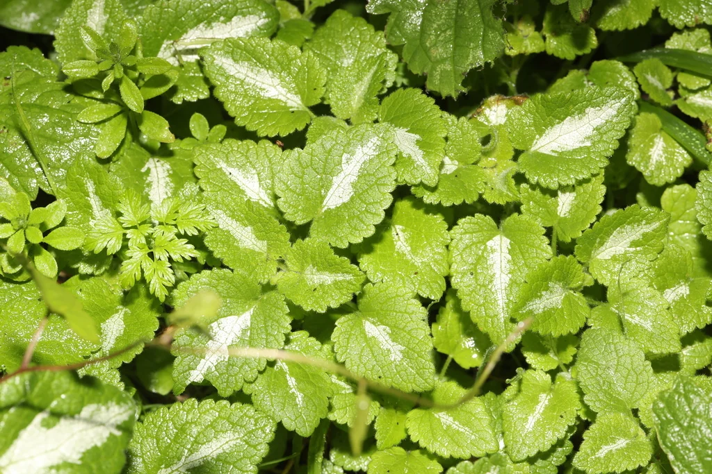 Lamium maculatum