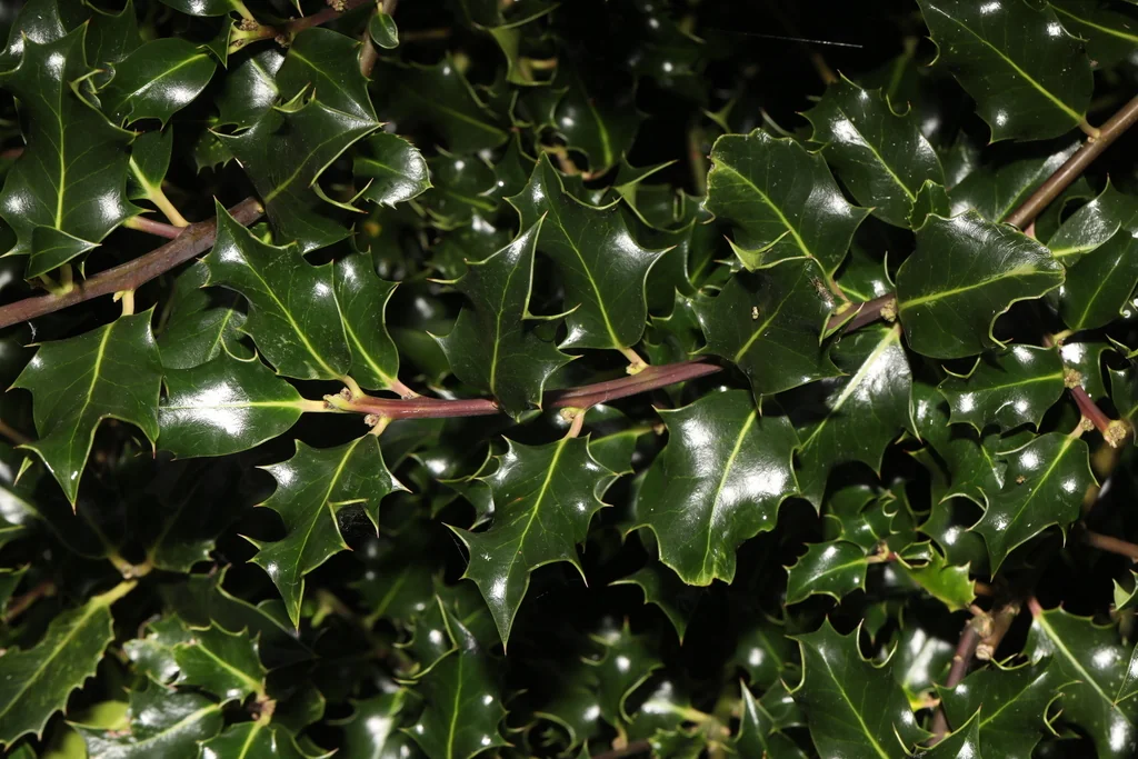Ilex Aquifolium