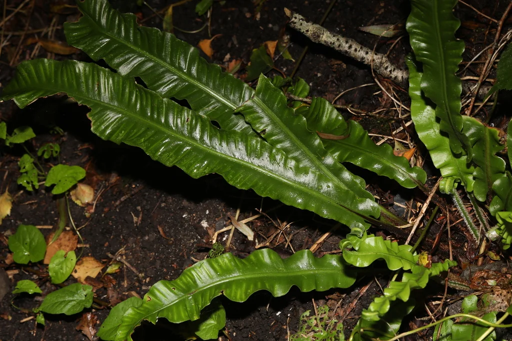 Asplenium Scolopendrium