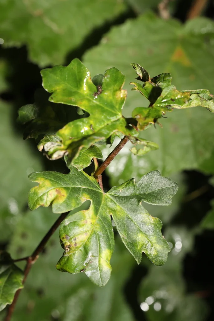 Acer Campestre