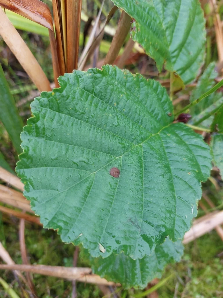 Alnus Glutinosa