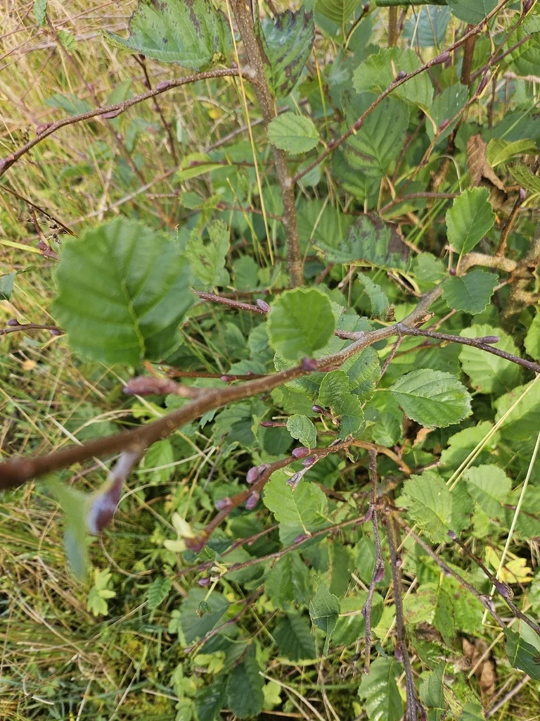 Alnus Glutinosa