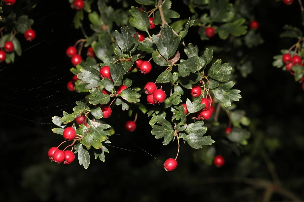 Crataegus Monogyna