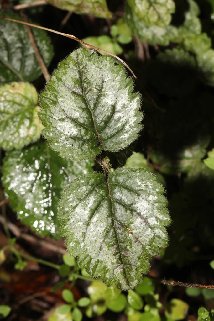 Lamium Galeobdolon