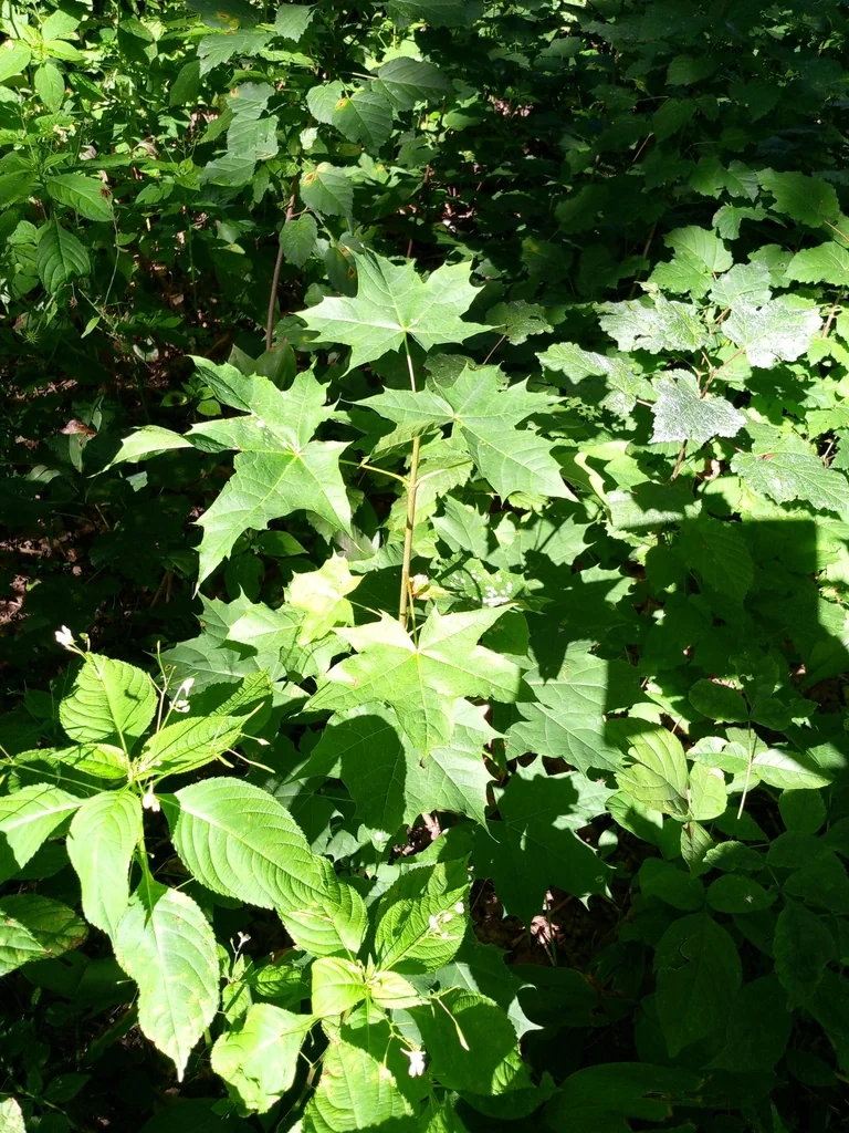 Acer Platanoides