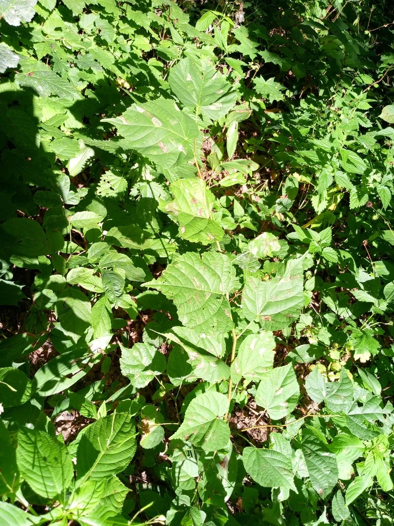 Tilia Cordata