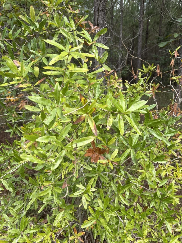 Quercus Phellos