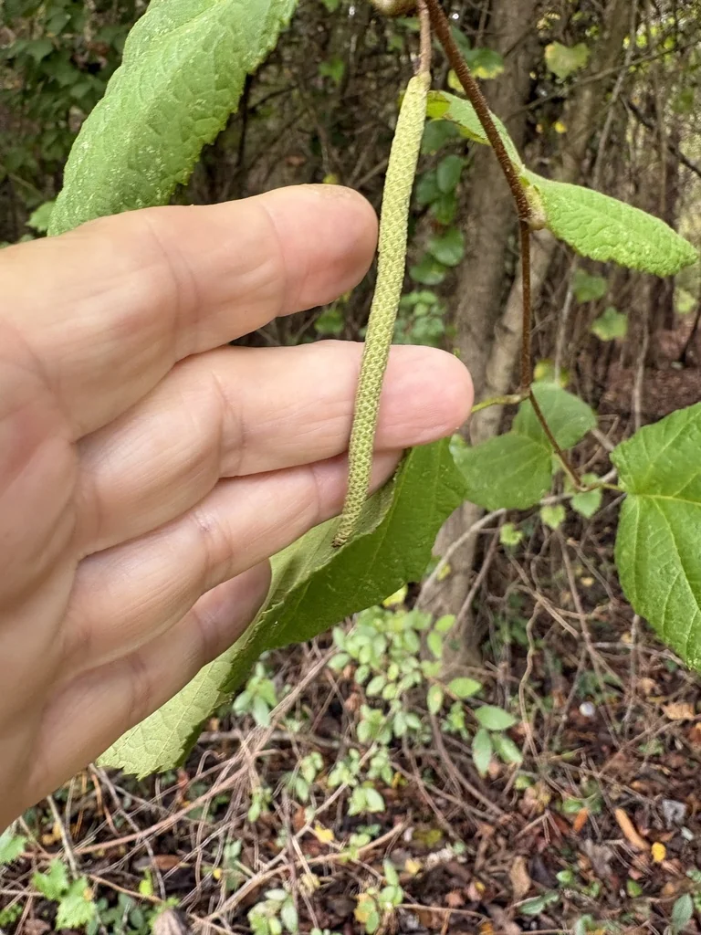 Corylus Americana
