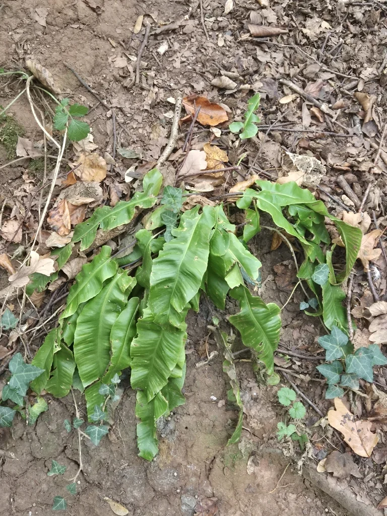 Asplenium Scolopendrium