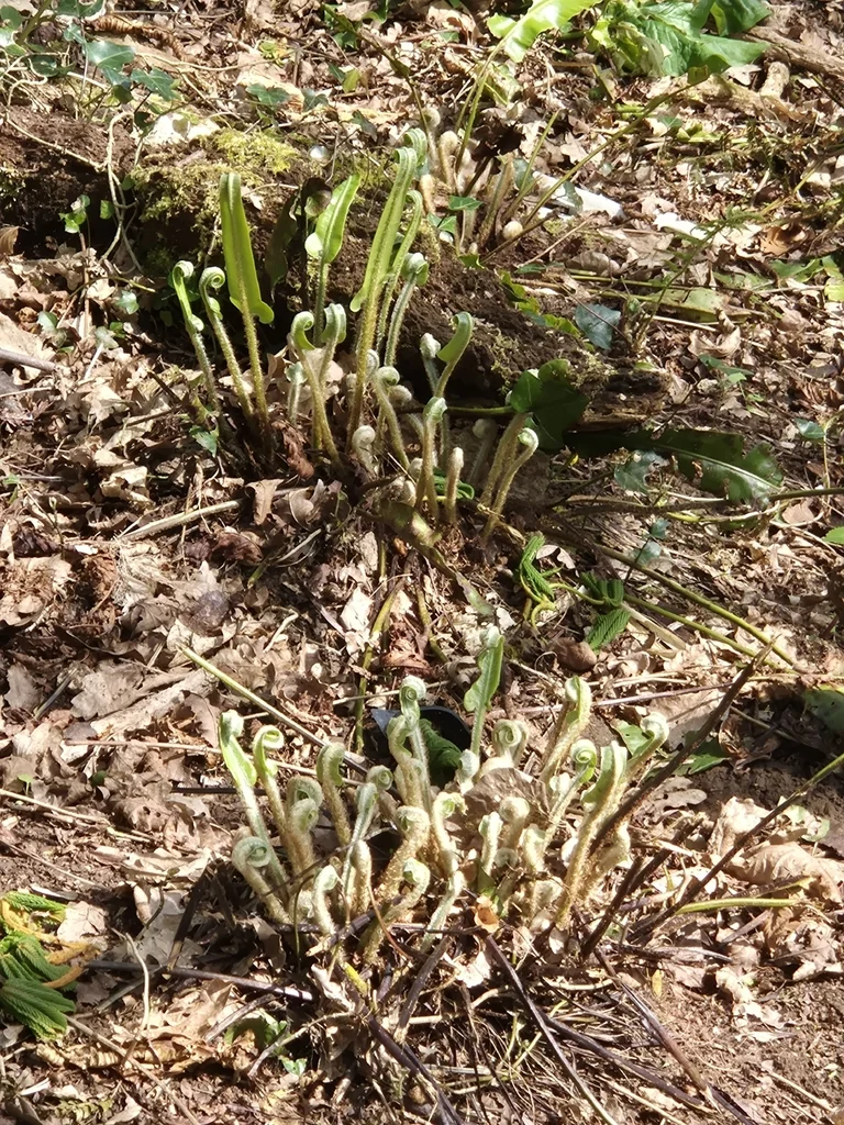 Asplenium Scolopendrium