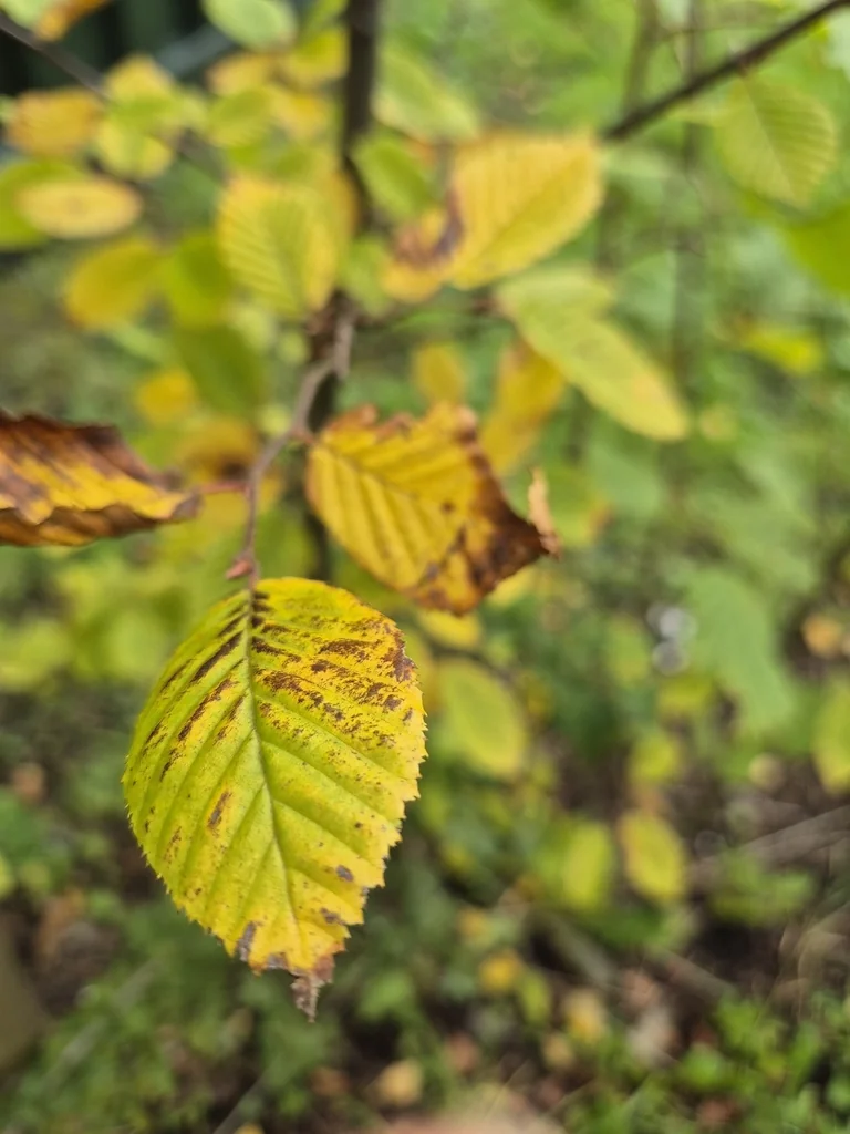 Carpinus Betulus