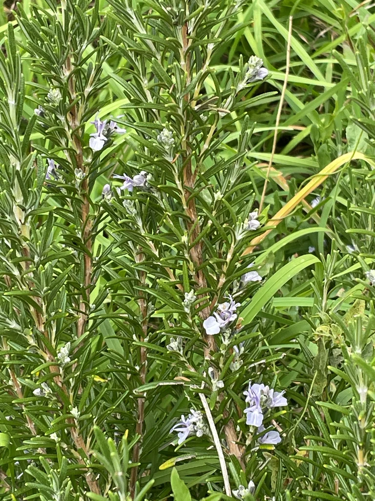 Rosmarinus Officinalis