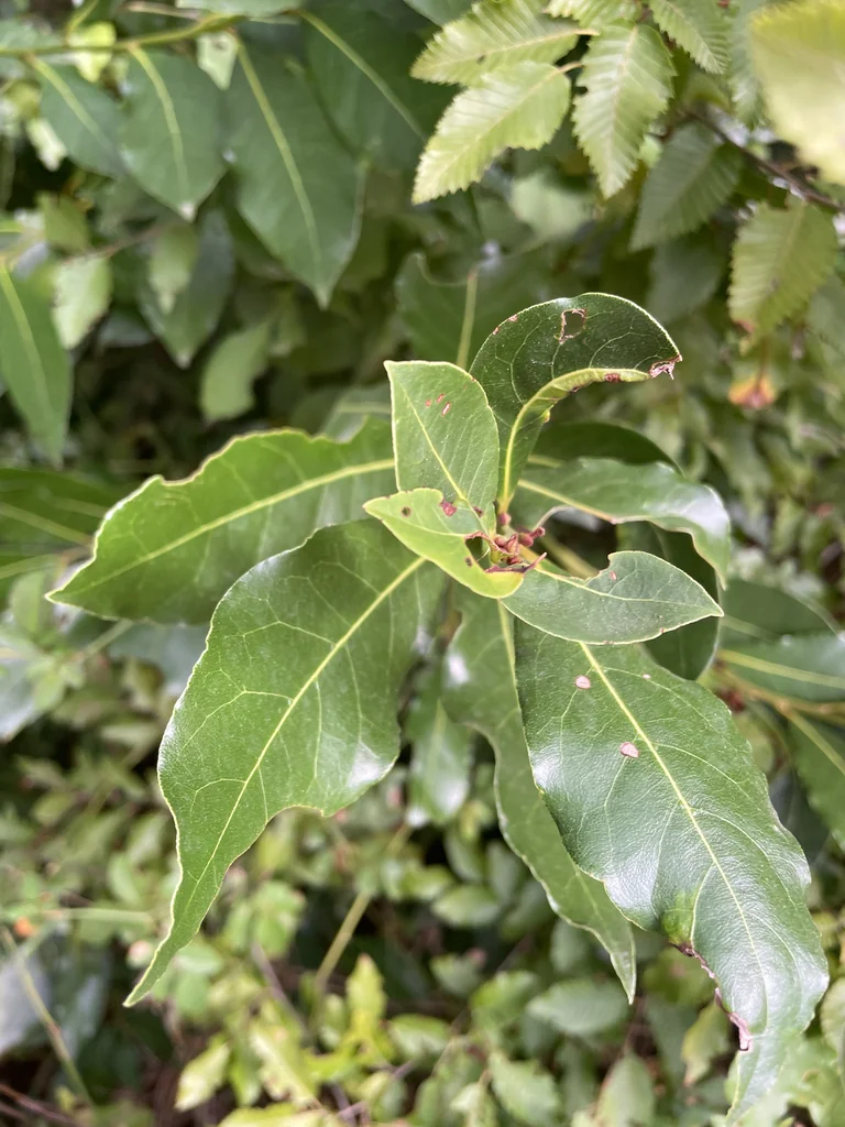 Laurus Nobilis
