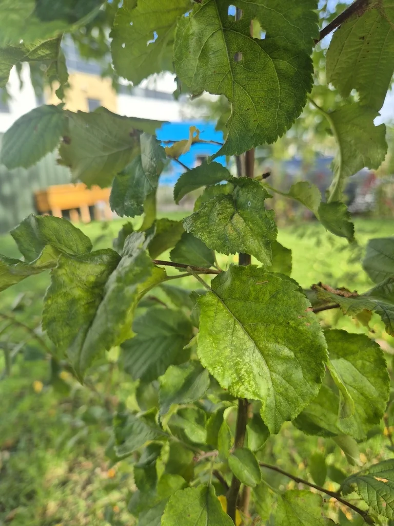 Malus Pumila