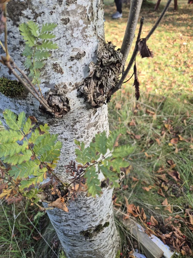 Sorbus Aucuparia