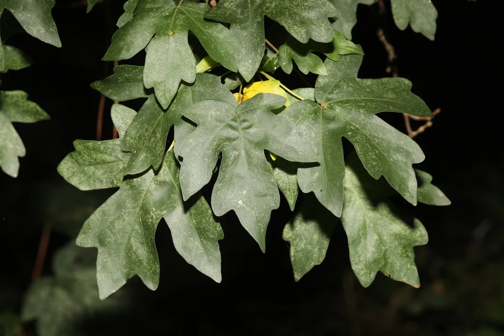 Acer Campestre