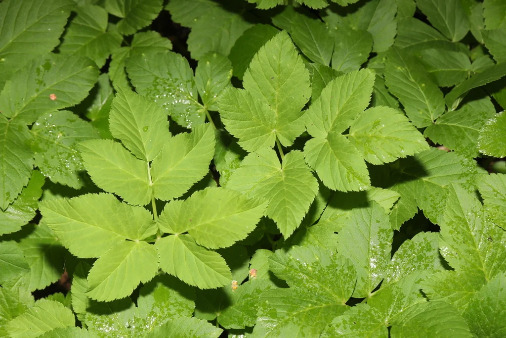Aegopodium Podagraria
