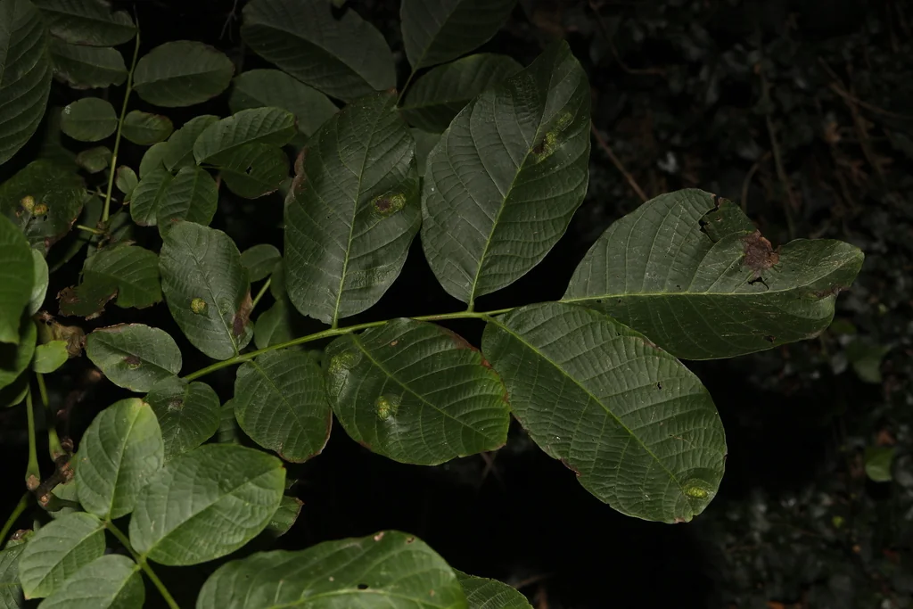 Juglans Regia