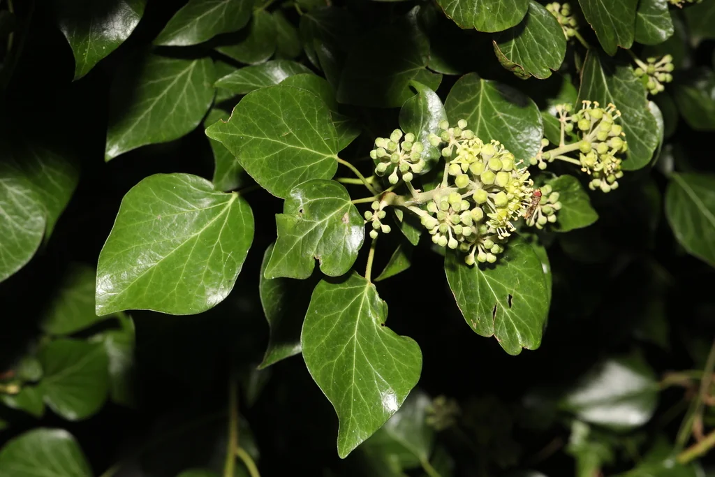 Hedera helix