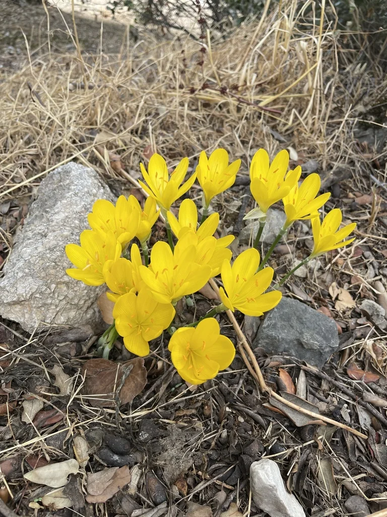 Sternbergia lutea