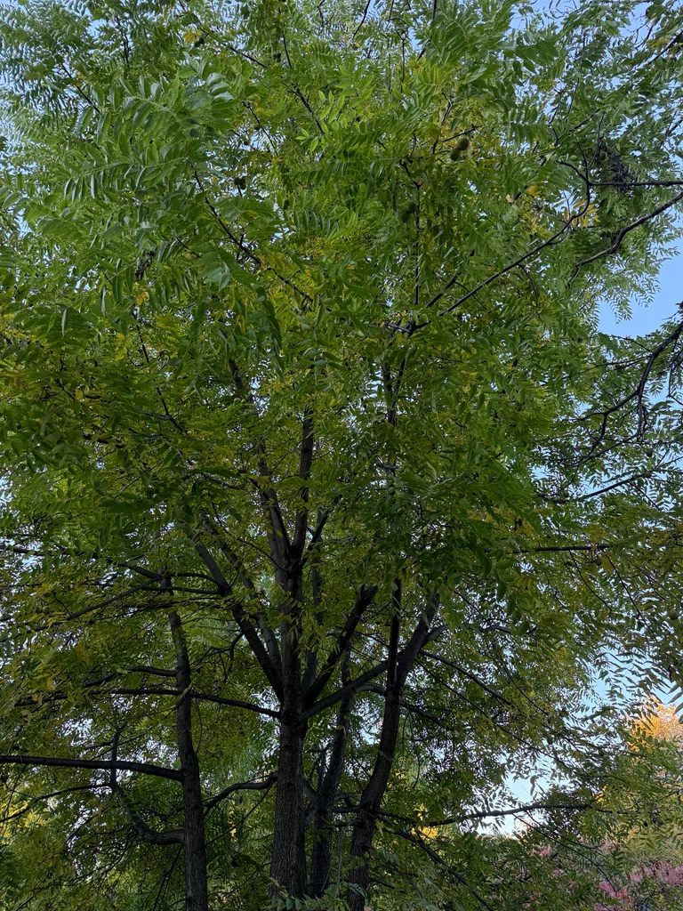 Juglans Nigra