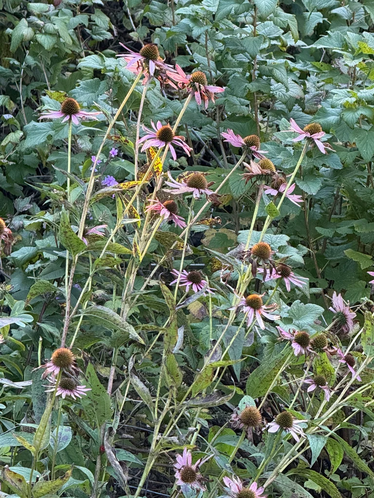 Echinacea Purpurea