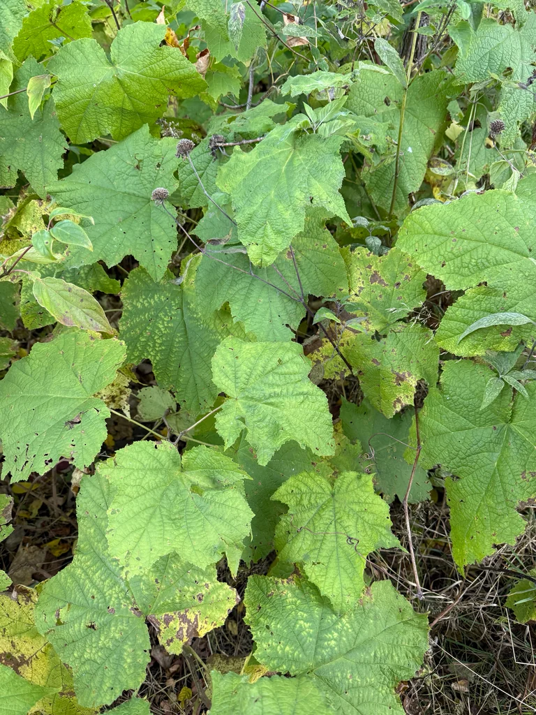 Rubus Odoratus