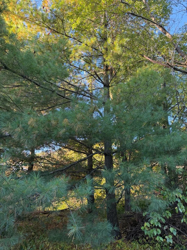 Pinus Strobus