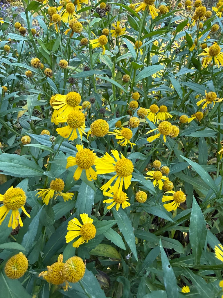 Helenium Autumnale