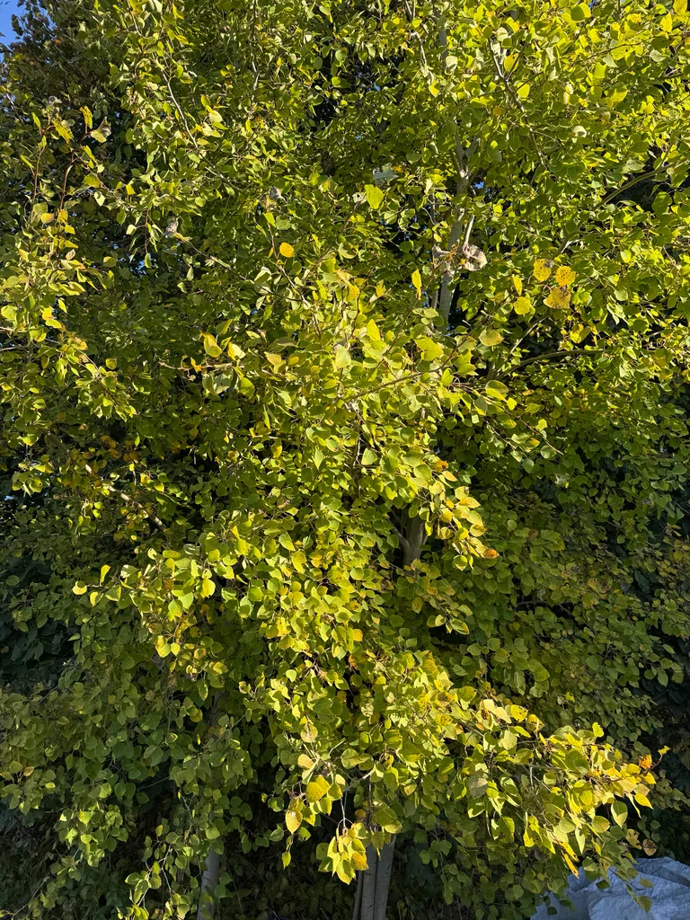 Populus Tremuloides