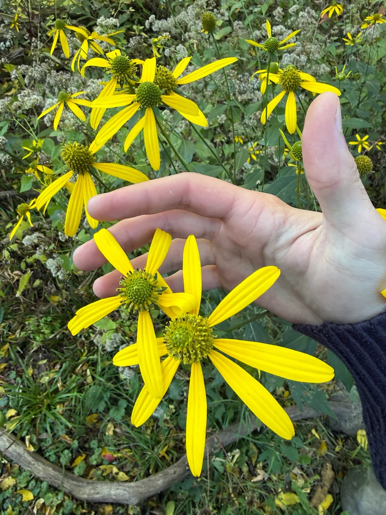 Rudbeckia Laciniata