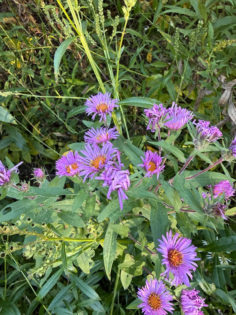 Aster Novae-Angliae