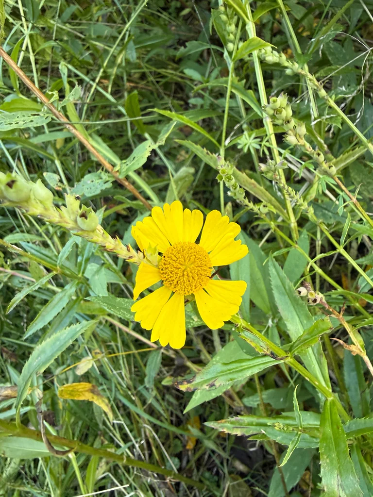 Helenium Autumnale