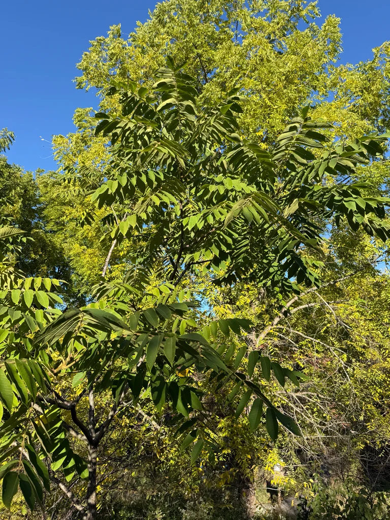 Juglans Nigra