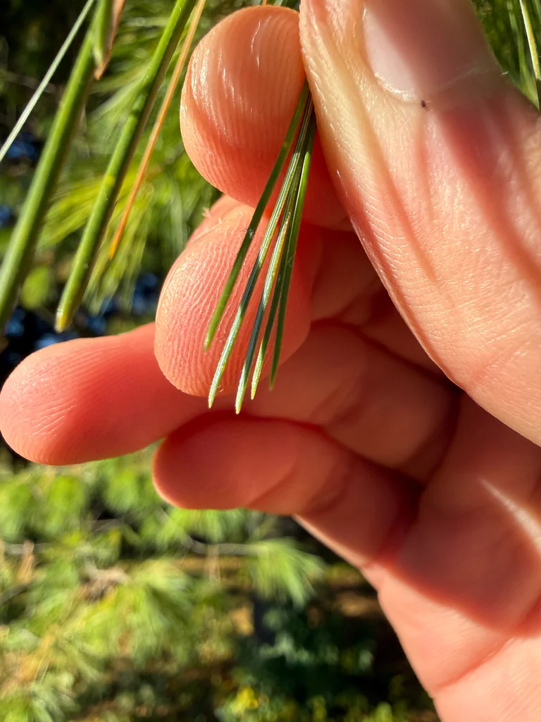 Pinus Strobus