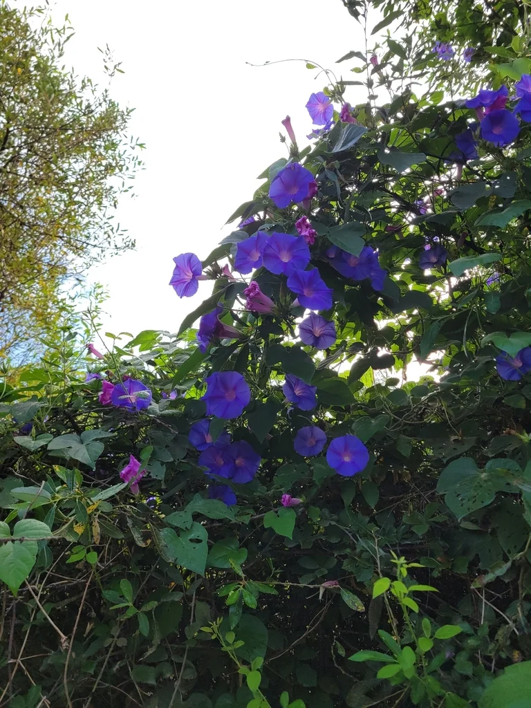Ipomoea Indica